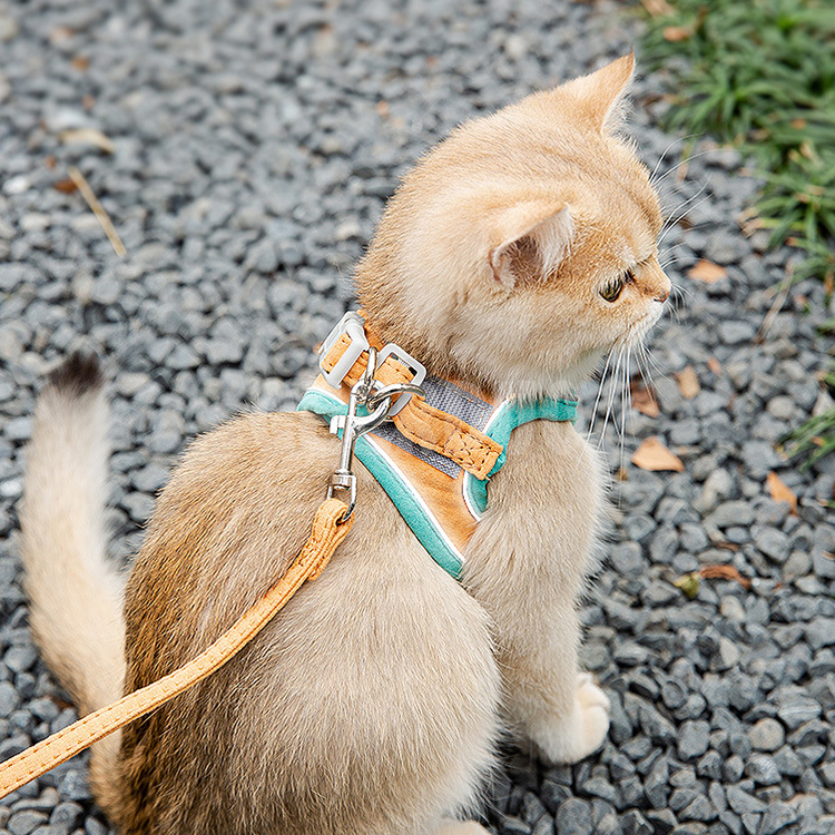 cat harness (10)