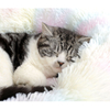 Multiple Colors Soft Plush Faux Fur Fluffy Donut Pet Dog Cat Sleeping Bed GRDDB-3