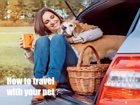 how to travel with your pet？.jpg