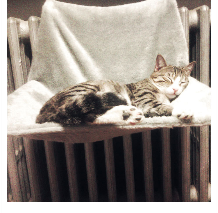 cat hammock 6 (5)
